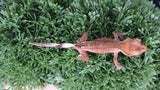 Cap22- Cappuccino Crested Gecko