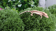 Frap19- Frappuccino Crested Gecko