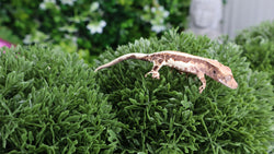 Frap19- Frappuccino Crested Gecko