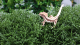 Frap19- Frappuccino Crested Gecko