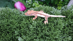 Frap20- Frappuccino Crested Gecko