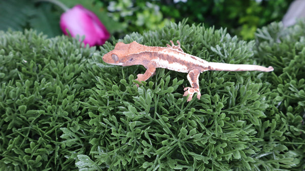 Frap20- Frappuccino Crested Gecko