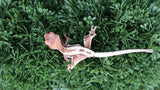 Frap20- Frappuccino Crested Gecko