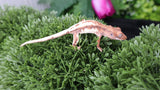 Frap20- Frappuccino Crested Gecko