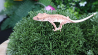Frap25- Frappuccino Crested Gecko