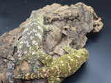 LB558- HCGTX Leachianus Gecko