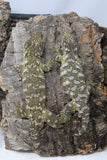 LB556- Yate X ATC Leachianus Gecko