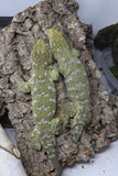 Pure Brosse Leachianus Male LB467