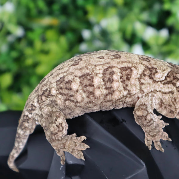 Yate Leachianus LB467