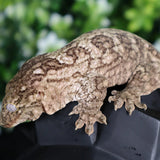 Yate Leachianus LB467