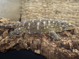 Ana Leachianus Gecko female LB405