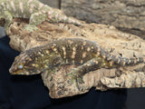 Roberto and Godiva Breeder Pair