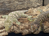 Leachianus Gecko possible female LB434