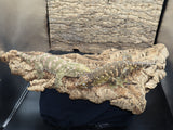 BB's Fireline Leachianus Gecko possible female LB423