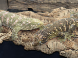 Roberto and Godiva Breeder Pair