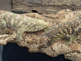 Roberto and Godiva Breeder Pair