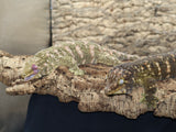 Roberto and Godiva Breeder Pair