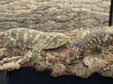 Roberto and Godiva Breeder Pair
