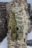 LB573- Pure Bayo Male Leachianus Gecko