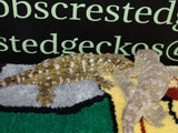 LB503- Leachianus Gecko