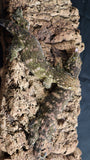 LB572- HCX Male Leachianus Gecko