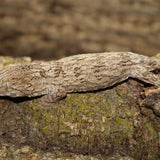 Pine Island High Color L.L. Leachianus (LB296)