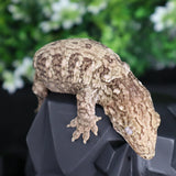 Yate Leachianus LB467