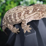 Yate Leachianus LB467