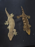 GTA Leachianus Gecko  Male LB393