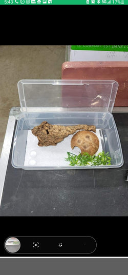 Baby geckos starter tub