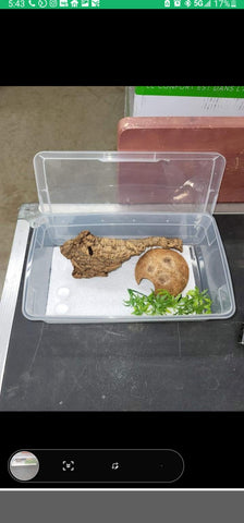 Baby geckos starter tub