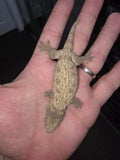 Wholesale 10 pack of high quality leachianus 

I